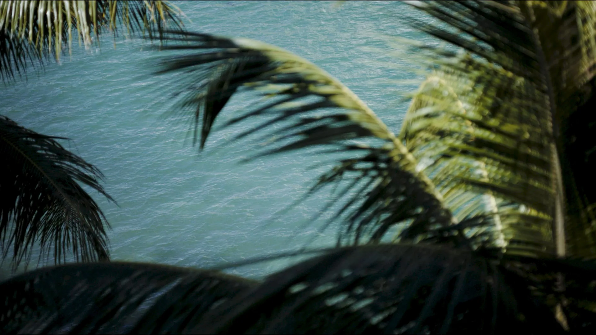 Coastal view through palm tree fronds over blue water near LILLI: luxury Miami condos.